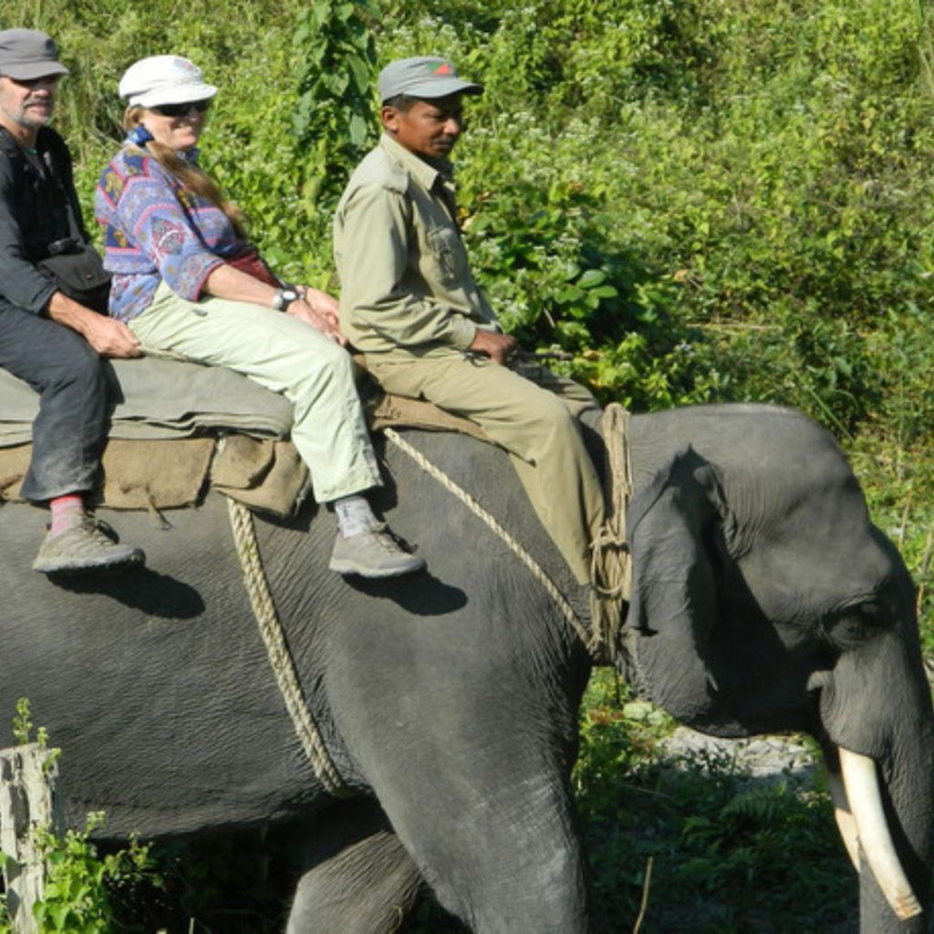 Elephant Safari in Manas National Park