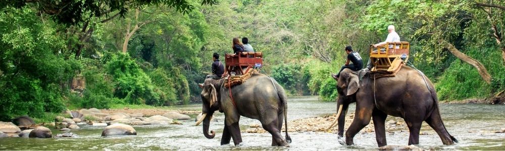 Elephant Safari